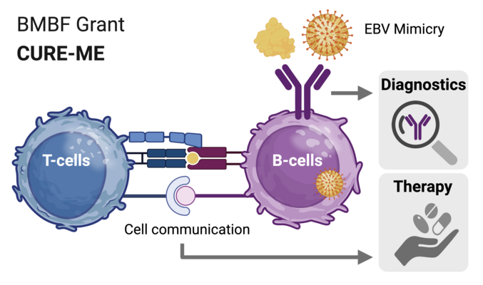 Scientific graphic. BMBF CURE-ME consortium project, cell communication between t-cells and b-cells, from this diagnostics and therapy are derived, there is EBV mimicry at the B-cell receptor