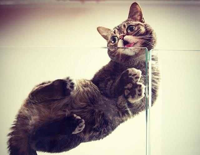 © Bridavsky/ lilbub.com lilBu Katzenfoto