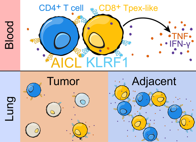 Illustration AICL–KLRF1-Achse