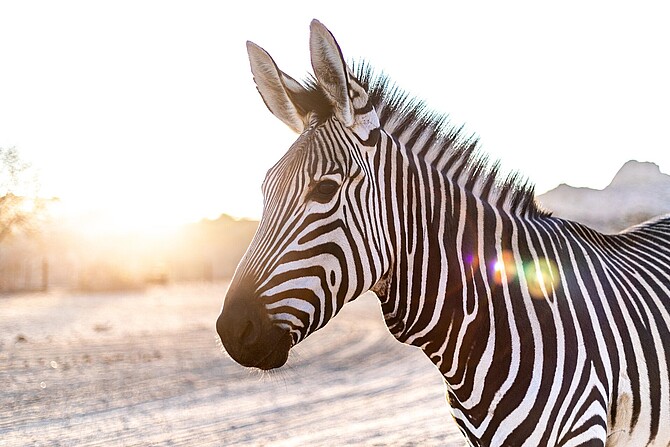 Nahaufnahme eines Zebras in der Steppe. Im Hintergrund geht sie Sonne auf.