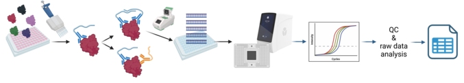 Olink PEA technology uses antibodies labeled with DNA oligonucleotides to quantify proteins. The antibody pairs, labelled with DNA oligonucleotides, bind to their respective protein in the samples. Oligonucleotides of pairs that are brought into proximity hybridize, and are extended using a DNA polymerase. No signal will be generated if nonspecific binding occurs since the oligonucleotides will not hybridize. This newly created piece of DNA barcode identifies the protein and is then amplified by PCR. The amount of each DNA barcode is quantified by microfluidic qPCR.  QC & raw data analysis follow resulting in a data table.